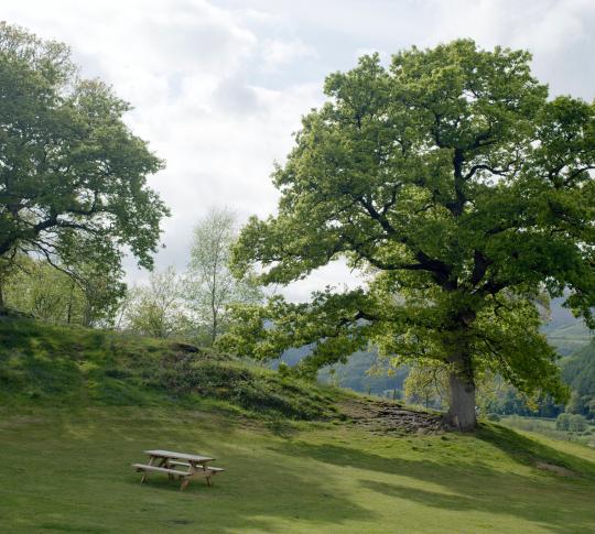 Teeth as mighty as Oaks